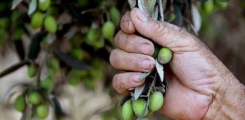 تفسير حلم قطف الزيتون في المنام